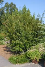 Myrica californica also goes by the names pacific wax myrtle and california bayberry and is considered a large shrub or small tree. Myrica Cerifera Bayberry Candleberry Dwarf Bayberry Dwarf Wax Myrtle Eastern Bayberry Southern Bayberry Southern Waxmyrtle Southern Wax Myrtle Tallow Shrub Waxmyrtle Wax Myrtle North Carolina Extension Gardener Plant Toolbox