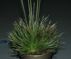 Image result for Syngonanthus welwitschii