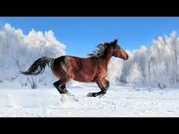 Toate rasele prezentate pe site, link spre pagina cu detalii a rasei. Muzica Veche Romaneasca De Neuitat Melodii Vechi Superbe Romanesti Youtube Horses In Snow Horses Running In Snow