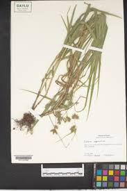 Image result for Fuirena leptostachya