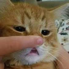 Maybe you would like to learn more about one of these? Pak Bima Dan Pak Anwar Mengendarai Mobil Dari Kota X Menuju Kota Y Pak Bima Berangkat Pada Pukul Brainly Co Id