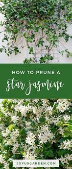 Pruning A Star Jasmine Vine When And How To Do It Star Jasmine Vine Jasmine Vine Star Jasmine