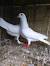 Burung Gagak
