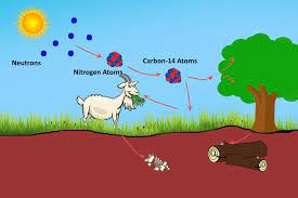 All carbon atoms have a nucleus containing six protons. New International Carbon Dating Standard Human Evolution News