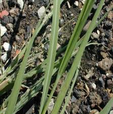Image result for Leptochloa obtusiflora