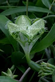 Image result for Ceropegia racemosa