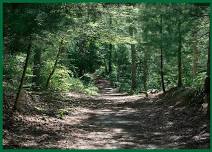 Beebe Woods Walk & Talk with the 300 Committee