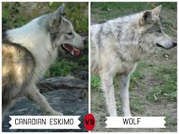Are tamaskan dogs good pets? 11 Dogs That Look Like Wolves Pethelpful