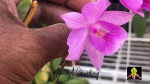 You may be surprised to learn that choosing the right orchid pots can will help. Orchid Update At Roof Top Garden Youtube