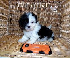 Teddy Bear Puppies For Sale In Wisconsin Find Teddy Bear Puppies For Sale In Wisconsin Minnesota And Illinois Teddy Bear Puppies Bear Puppy Puppies