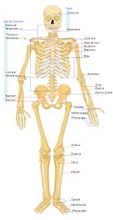 3 how can you determine the side of the bone? File Human Skeleton Front En Svg Wikimedia Commons