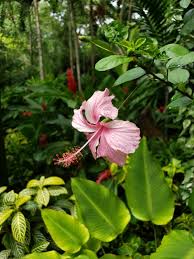 Image result for Hibiscus ludwigii