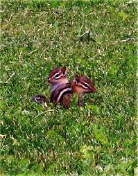 More online drawing videos, cartoon lessons, art tutori. Baby Chipmunks Number 3 Digital Art By Smilin Eyes Treasures