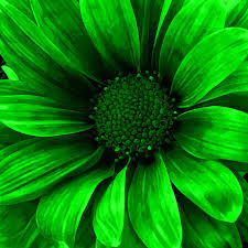 Maybe you would like to learn more about one of these? Daisy Daisy Neon Green By Angelina Vick In 2021 Neon Green Green Pictures Beauty Landscapes