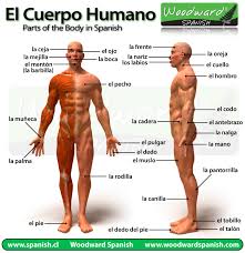 Resultado de imagen para cuerpo humano