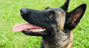 The other three varieties are the tervuren, the groenendael, and the laekenois. Belgian Malinois Great Guard Dog Or Perfect Pet