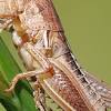 Welcome to grasshopper, the coding app for beginners. 1
