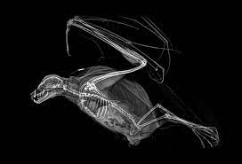 Spooky X Rays Reveal The Bone Structures Of Oregon Zoo Residents Zoo London Zoo Zoo Animals