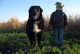 Check spelling or type a new query. Ciobanesc Corb Toate Animalele