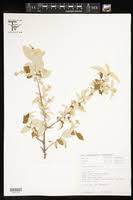 Image result for Erythrococca kirkii