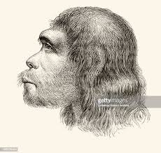 871 Neanderthal Photos and Premium High Res Pictures - Getty Images