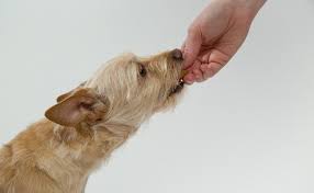 Comment Donner Un Medicament A Un Chien