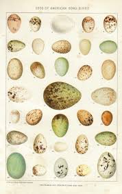 Bird Eggs For Sale Online Pin By Matthew Manning On For The Information Bird Eggs Birds Chromolithograph