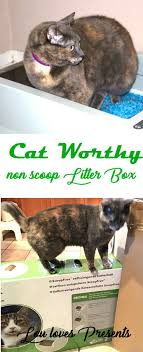 Lou And Her Self Cleaning Litter Box Self Cleaning Litter Box Cat Training Litter Box Litter Box