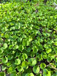 Image result for Dichondra