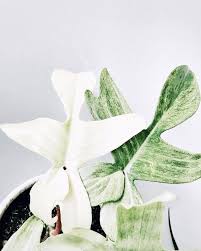 Philodendron Florida Ghost Rare Plants Ghost Plant Cool Plants