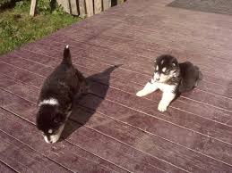 Like all new dog owners, i thought slammer was perfect in every way. Alaskan Malamute Puppies For Sale In Sydney Mines Nova Scotia Nice Pets In Canada