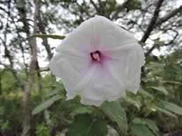 Image result for Ipomoea verbascoidea