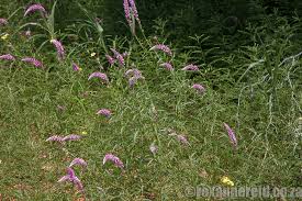 Image result for Oxygonum delagoense