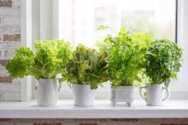 We did not find results for: How To Start An Indoor Vegetable Garden Back To The Roots Blog