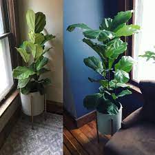 Maybe you would like to learn more about one of these? The Complete Guide To Making Indoor Tropical Plants Thrive Part 1 With Extra Notes On Caring For A Fiddle Leaf Fig Tree Brittanyangell Com