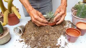 Al trabajar con cactus siempre es recomendable disponer de unos buenos guantes para cactus que permitan tocarlos con la tranquilidad de saber que no nos vamos a pinchar. Preparacion Tierra De Cactus Youtube