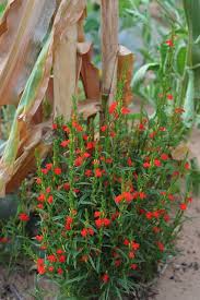 Image result for Thesium megalocarpum