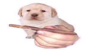 Quieres Meme Compilation Youtube