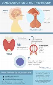 Using A Ketogenic Diet For Hypothyroid Drjockers Com