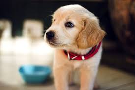 En Guzel Kopek Cinsleri Pug Pomeranian Boo Labrador Retriever Rottweiler Kangal Sibirya Kurdu Cane Corso Beagle Bulldogi Ve Maltese Cinsleri Dailymotion Video