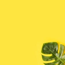 Green Monstera Leaves On Corner Of Yellow Background Free Photo Yellow Background Yellow Aesthetic Pastel Monstera Leaf
