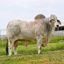 Maybe you would like to learn more about one of these? Brahman Cattle For Sale Buy Dairy Cattle For Sale Live Cattle For Sale Live Bull Cattle For Sale Product On Alibaba Com
