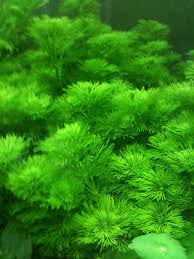 Image result for Limnophila fluviatilis