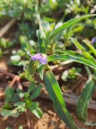 Image result for Commelina albescens