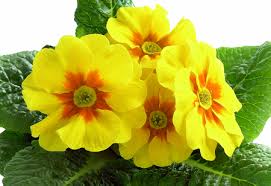 Hai mai pensato di dare a tuo figlio o figlia il nome di un fiore? Fiori Gialli Bellissimi E Diversi Giardinaggio Fiori Animali E Centinaia Di Articoli Passo Passo