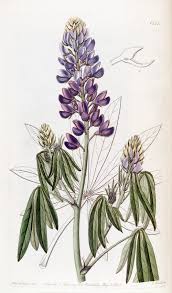 Image result for Lupinus pubescens