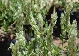 Image result for Justicia betonica