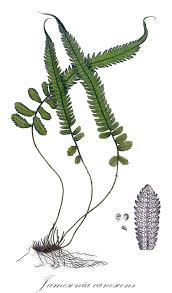 Image result for Pteridaceae