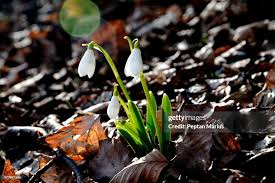 Image result for ghiocel