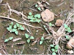Maybe you would like to learn more about one of these? Weed Of The Month Cutleaf Evening Primrose Integrated Crop And Pest Management News Article Integrated Pest Management University Of Missouri